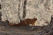 Slender mongoose in a tree Kgalagadi NP South Africa