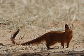 Slender mongoose on the ground Kgalagadi NP South Africa
