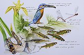 Brown Trout Common Kingfisher and Mayfly France ; Technique: acrylic paint <br>Author: Bruno Mathieu <br>