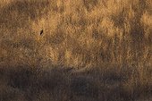 Young Hen Harrier in an area of wasteland France