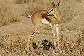 Young Springbok Kgalagadi NP South Africa