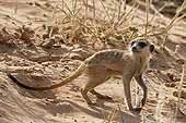 Meerkat in Kgalagadi NP South Africa