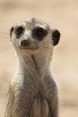 Portrait of a Meerkat in Kgalagadi NP South Africa