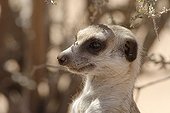 Portrait of a Meerkat in Kgalagadi NP South Africa
