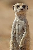 Portrait of a Meerkat Kgalagadi NP South Africa