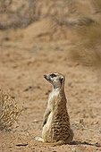 Meerkat watching the sky Kgalagadi NP South Africa