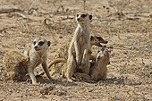 Young Meerkats playing Kgalagadi NP South Africa
