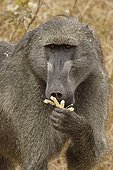 Portrait of a male Chacma baboon Kruger NP South Africa