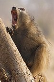 Male Chacma baboon yawning Kruger NP South Africa