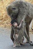 Female Chacma baboon with its young Kruger NP South Africa