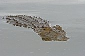 Nil crocodile in water Kruger NP South Africa
