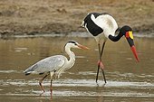 Grey heron and Saddle-billed stork in water Kruger NP