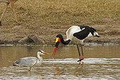 Grey heron and Saddle-billed stork in water Kruger NP