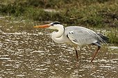 Grey heron walking in water Kruger NP South Africa