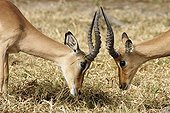 Male Impalas face to face Kruger NP South Africa