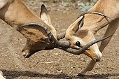 Male Impalas fighting Kruger NP South Africa