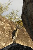 Male Klipspringer on a rock Kruger NP South Africa