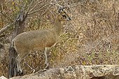 Female Klipspringer on a rock Kruger NP South Africa
