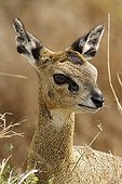 Portrait of a female Klipspringer Kruger NP South Africa