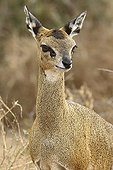 Portrait of a female Klipspringer Kruger NP South Africa
