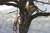 Leopard and its prey hanging from a tree Kruger NP
