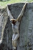Crested Gibbon suspended stretching along a rock face ; Zoological Garden of Vincennes