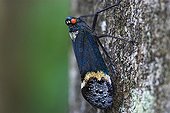 Leafhopper on a trunk Sulawesi