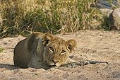 Lion resting Kruger NP South Africa