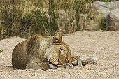 Lion sleeping Kruger NP South Africa