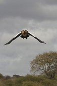 Egyptian goose flying Kruger NP South Africa