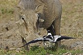 Blacksmith lapwing defending its territory facing a Warthog