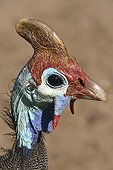 Portrait of a Helmeted guineafowl Kruger NP South Africa
