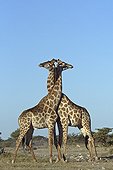 Girafes enlacées dans le Parc National d'Etosha Namibie