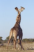Girafes enlacées dans le Parc National d'Etosha Namibie