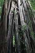 Aerial roots Network of Fig Trees in rainforest ; 0 2 Record Version  <br>120 2 Caption Figuier / Ficus sp sous bois tropical de forêt de montagne bordure de ruisseau Forêt équatoriale PN de Bukit Barisan Sumatra INDONESIE <br>80 2 Byline Cyril Ruoso <br>5 2 Object Name Figuier / Ficus sp <br>