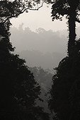 View of the rainforest in haze Sumatra ; 0 2 Record Version  <br>120 2 Caption Forêt équatoriale PN de Bukit Barisan Sumatra INDONESIE <br>80 2 Byline Cyril Ruoso <br>5 2 Object Name Forêt équatoriale <br><br>
