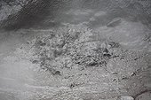 Mare of boiling mud Bukit Barisan National Park ; 0 2 Record Version  <br>120 2 Caption activité géothermique / mare de boue proche des 100°c PN de Bukit Barisan Sumatra INDONESIE <br>80 2 Byline Cyril Ruoso <br>5 2 Object Name activité géothermique / mare de boue proche des 100°c <br>
