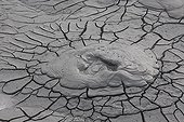 Boiling mud rising to the surface Sumatra ; 0 2 Record Version  <br>120 2 Caption activité géothermique / mare de boue proche des 100°c PN de Bukit Barisan Sumatra INDONESIE <br>80 2 Byline Cyril Ruoso <br>5 2 Object Name activité géothermique / mare de boue proche des 100°c <br>