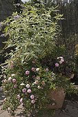 Potted Buddleja 'Florence' Rose-tree 'Knirps' and Coralbell ; Coralbell cultivar : 'Crimson Kurls'