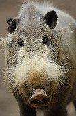 Portrait of a Bearded pig Borneo Malaysia