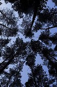 Scotch pines seen from the ground at dawn in French forest