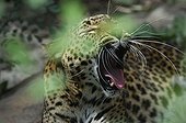 Portrait of a Sri Lanka leopard yawning Sri Lanka