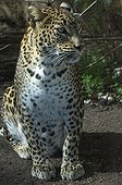 Portrait of a Sri Lanka leopard Sri Lanka