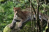 Sri Lanka leopard lying down on a rock Sri Lanka