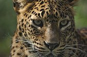 Portrait of a Sri Lanka leopard Sri Lanka