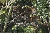 Sri Lanka leopards on a rock Sri Lanka