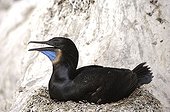 Brandt's cormorant on nest Monterey California