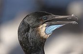 Portrait of a Brandt's cormorant Monterey California