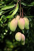 Mangoes on the tree New Caledonia ; Northen Province.