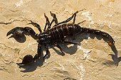 Imperial scorpion on a rock Lausanne Switzerland